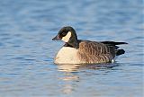 Cackling Gooseborder=